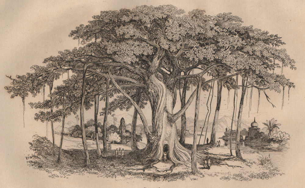TREES. Pippal (Sacred Fig Tree) 1834 old antique vintage print picture